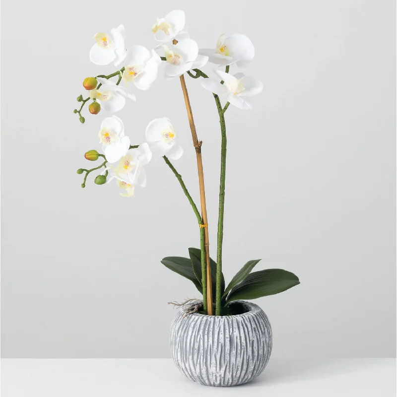 Potted Orchid