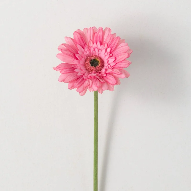 Beautiful Pink Gerbera Daisy