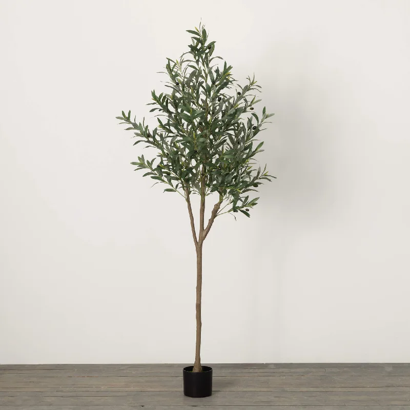 Large Potted Olive Tree